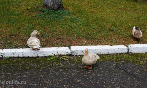 Пансионат «Родной очаг» в Щелково - 23