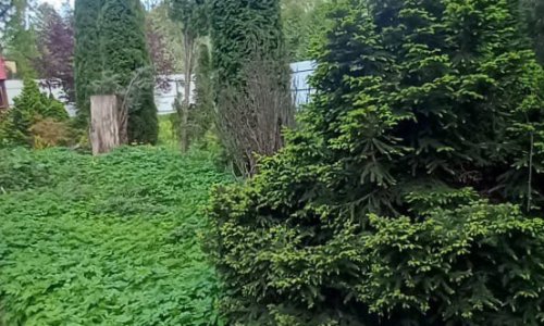 Пансионат Одинцово Дубки - 9