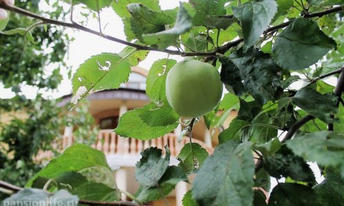 Пансионат для престарелых Дубрава - 8