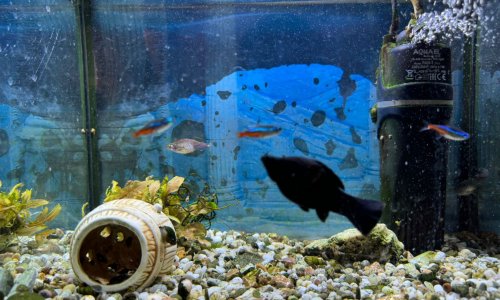 Пансионат «Уютный уголок» Береговая - 5