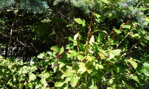 Пансионат Долголетие в Зеленограде цены