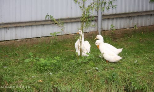 Пансионат Долголетие Долгопрудный - 6