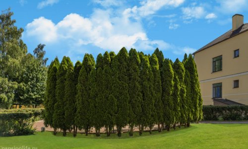 Пансионат «Ника» Киселихе - 5