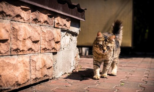 Пансионат «Ника» Киселихе - 18