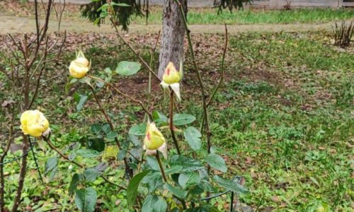 «Дом Жизни» - 7