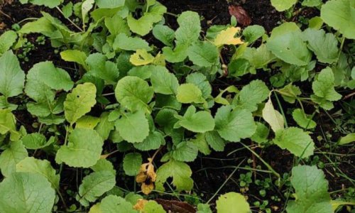 «Дом Жизни» - 8