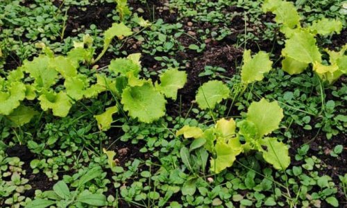 «Дом Жизни» - 9