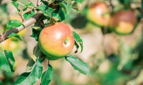 Частный дом престарелых «Теплые беседы» Пенино отзывы